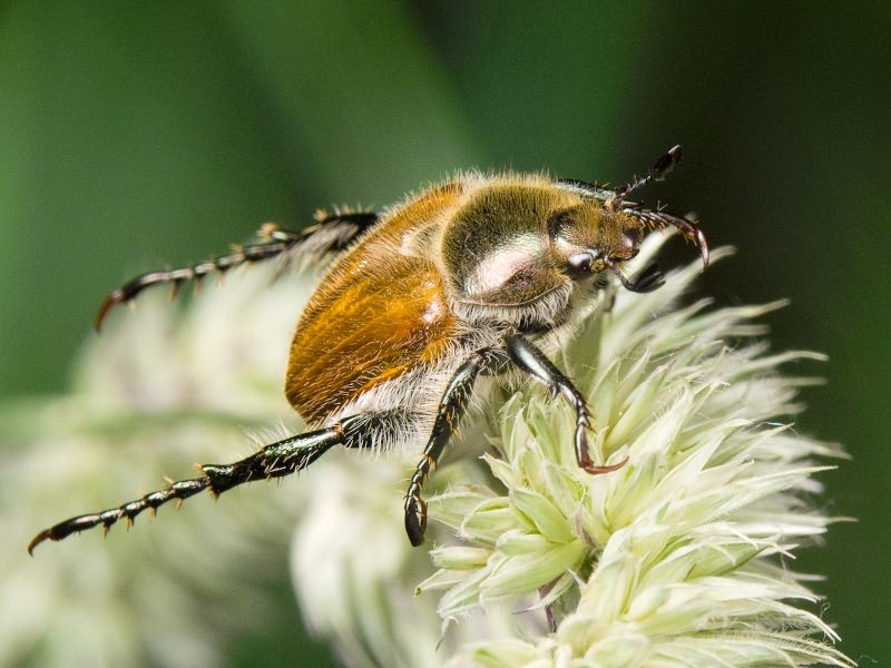 Chaetopteroplia segetum (Herbst, 1783)